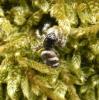 Salticus scenicus